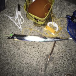 太刀魚×5、青物不発